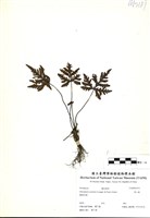 藏品(黑心蕨)的圖片